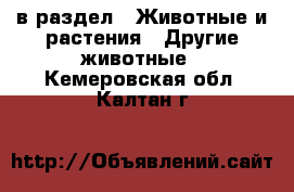  в раздел : Животные и растения » Другие животные . Кемеровская обл.,Калтан г.